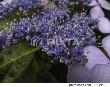 Flower hydrangea Flower hydrangea 5639569
