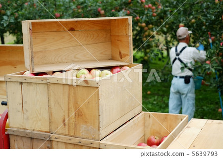 Harvesting of apples 5639793
