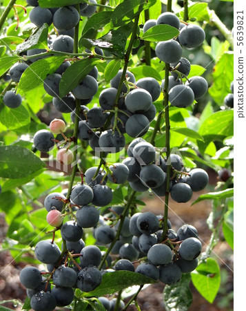 藍莓 藍莓 5639821