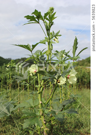 Okra's Flower 5639823