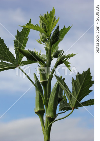 Okra Okra 5639838