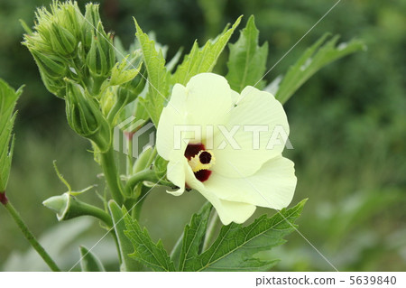 Okra's Flower Okra's Flower 5639840