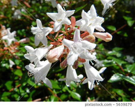 Hana Sono Tsukubane Hutsugi (Hanazono Impinguki Tane) 5639870