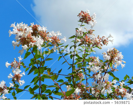 Hana Sono Tsukubane Hutsugi（Hanazono Impinguki Tane） 5639871