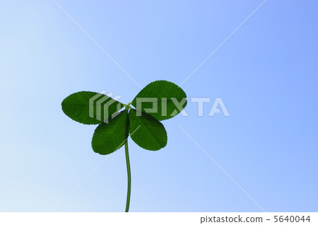 Four leaves like a butterfly Four leaves like a butterfly 5640044