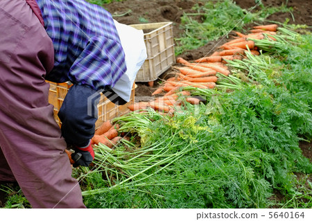 收穫胡蘿蔔的工作 收穫胡蘿蔔的工作 5640164