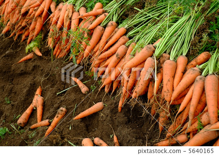 胡蘿蔔剛剛收穫 5640165