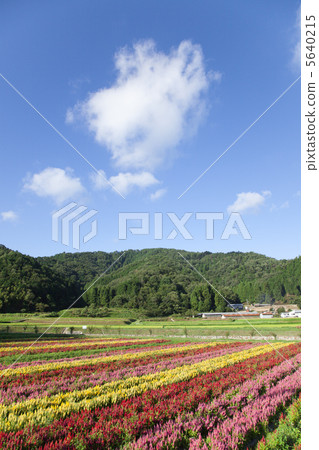 有雞冠花開花的花園 有雞冠花開花的花園 5640215