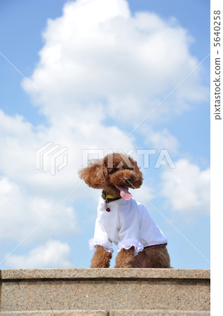 Cute poodle 5640258