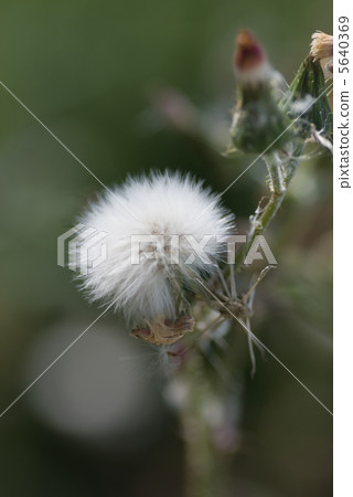 A thistle A thistle 5640369