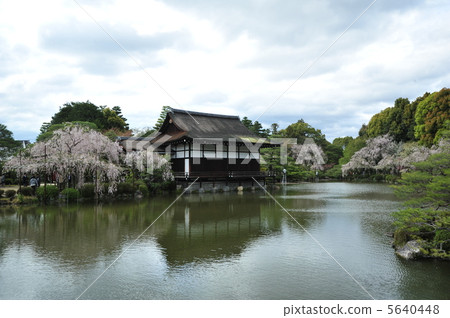 京都平安神宮的春天 5640448