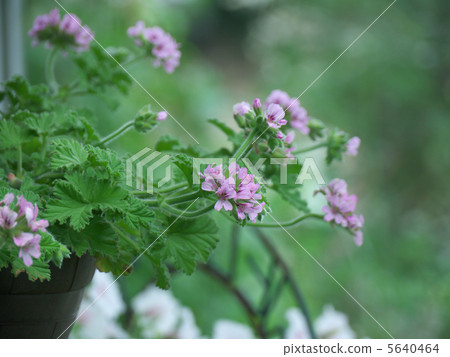 Sainted geranium Sainted geranium 5640464