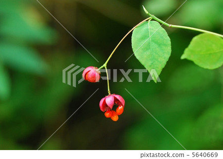 Tulipana 5640669