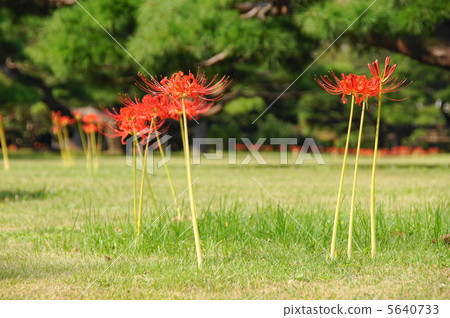 9月Higambuna·Higambuna部門91 5640733