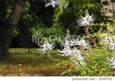 九月貓Whisker / Labiata 08 5640761