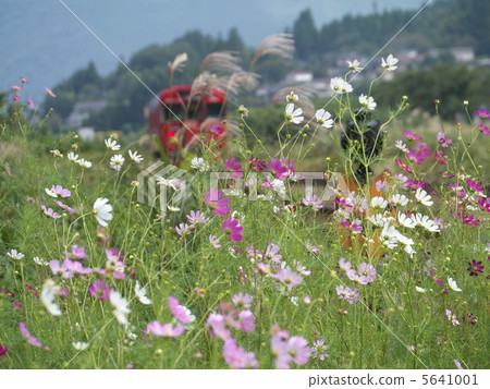 Cosmos and trains 5641001