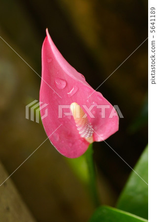 Anthurium 5641189