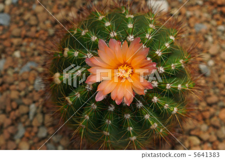 Cactus flower Cactus flower 5641383
