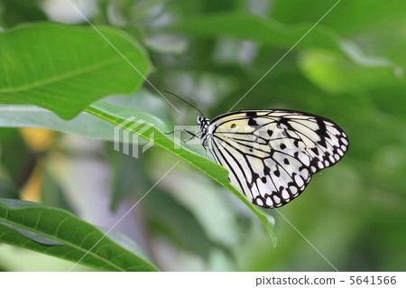 White butterfly 5641566