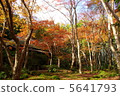 Autumn leaves Kyoto 5641793