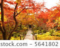 Autumn leaves Kyoto 5641802