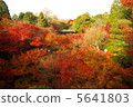 Autumn leaves Kyoto 5641803