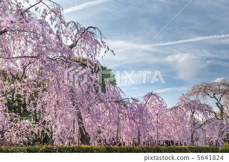 Bamboo cherry blossoms of Nanzenji anchoan 5641824