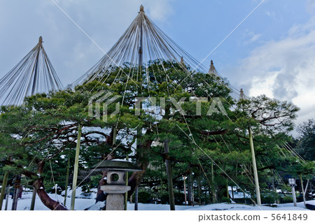 Kenrokuen Karasaki Matsu 5641849