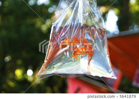 夏日風光·取出金魚勺·水平位置 5641879