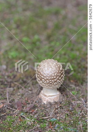 Poisonous mushrooms growing in the park Poisonous plants 5642679