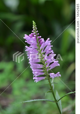 Hanatorano Hanatorano 5642685