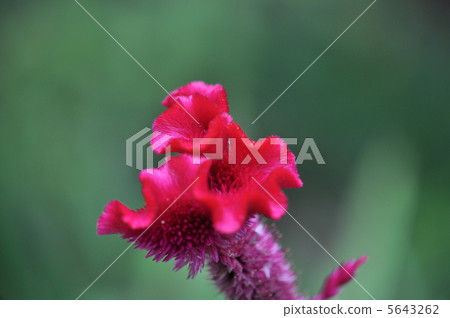 Flowers of Keito 5643262