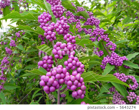 Komurasaki（小紫） 5643274