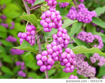 Komurasaki（小紫） 5643276