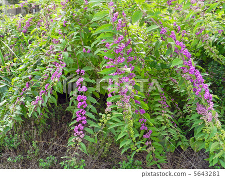 Komurasaki（小紫） 5643281