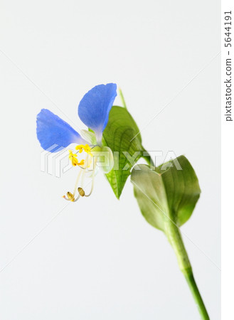 漂亮的蛋 5644191