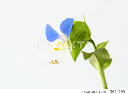 漂亮的蛋 漂亮的蛋 5644193