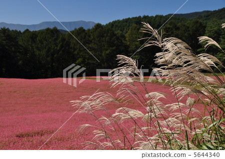 Red soba no Sato Red soba no Sato 5644340