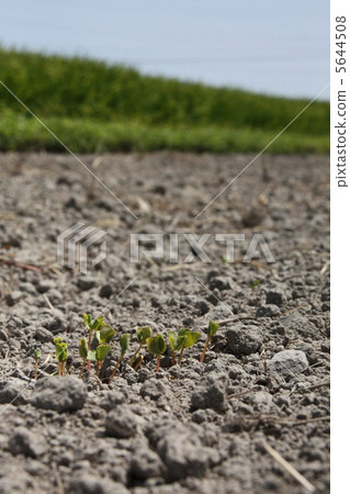 Germination Germination 5644508