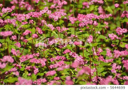 紅色蕎麥和雞蝴蝶 5644699