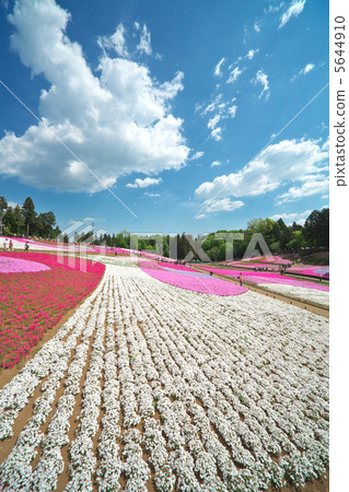 Shiba Sakura no Oka（秩父市Ranshan Park） 5644910