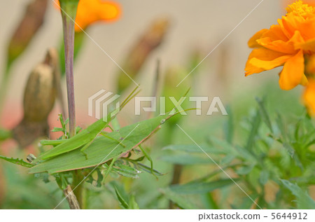 Atractomorpha lata 5644912