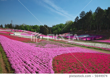 Shiba Sakura no Oka (Chichibu-shi Ranshan Park) 5644974