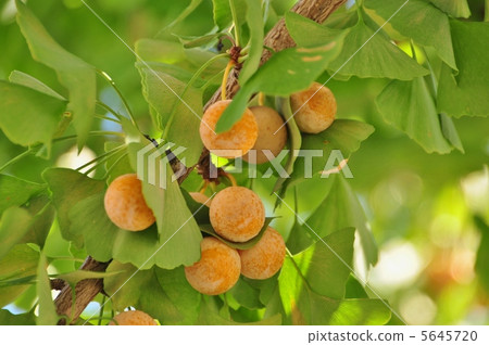 Ginkgo nuts 5645720