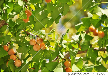 Ginkgo nuts 5645722