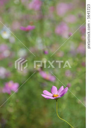 Cosmos 5645723