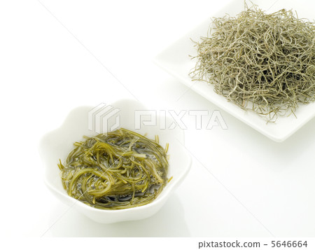 Kjellyfish Kelp Kjellyfish Kelp 5646664