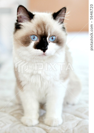 Spoof cat Spoof cat 5646720