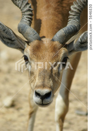 Mild eyes. Mild eyes. 5646830