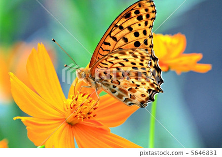 黃色的花朵和蝴蝶 黃色的花朵和蝴蝶 5646831